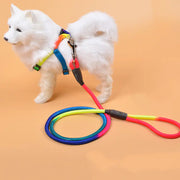 ColorGrip Nylon Dog Leash