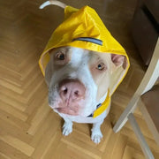 Raincoat Pet Supplies