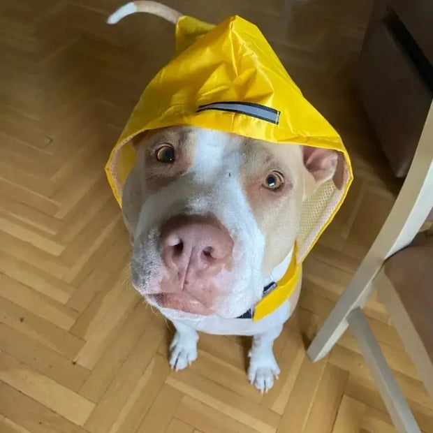 Raincoat Pet Supplies