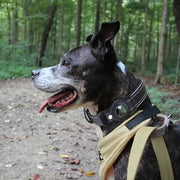 Buddy Beacon Airtag Collar