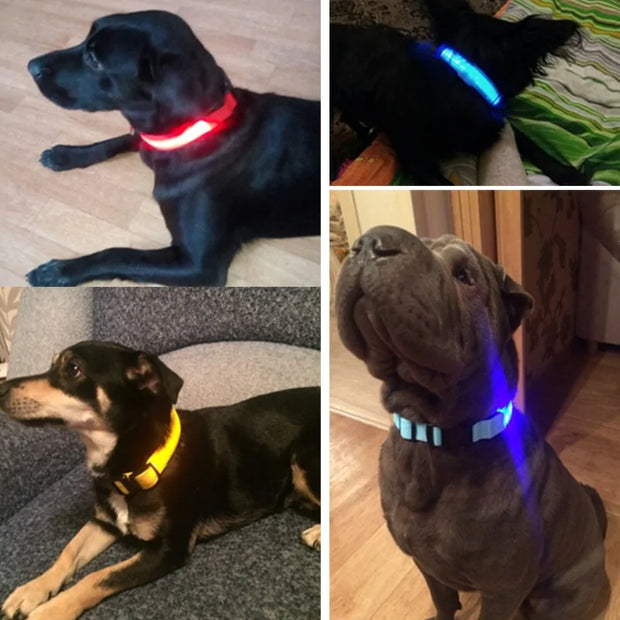 Bright Paws LED Collar