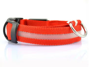 Bright Paws LED Collar